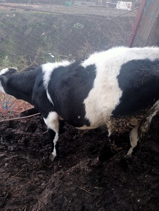 Vițea de vânzare înțărcată