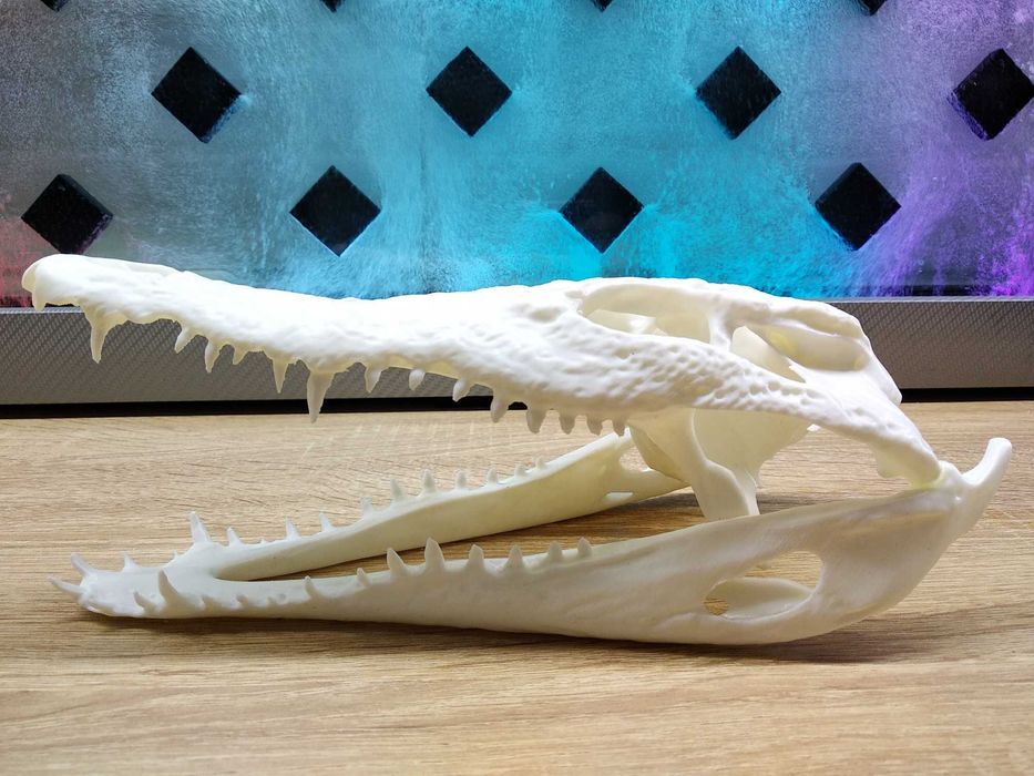 Череп Нильского крокодила 3D модель