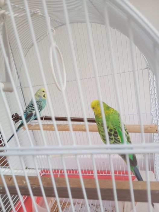 Papagali peruși pereche