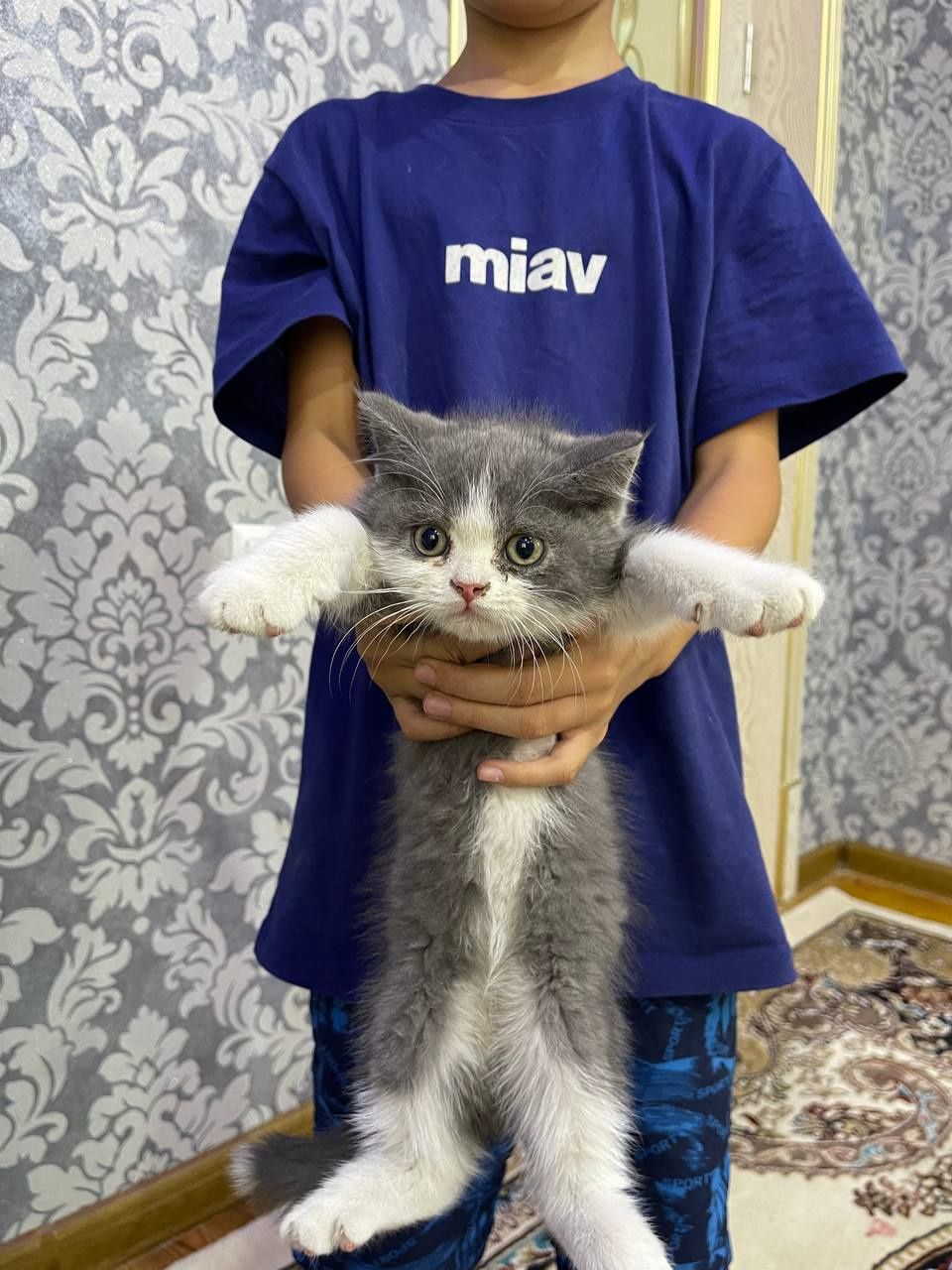 Британские котята