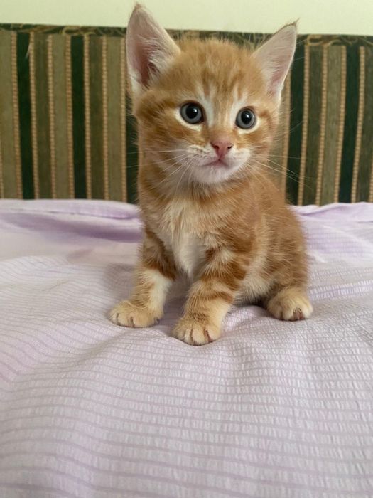 Котята шотландские