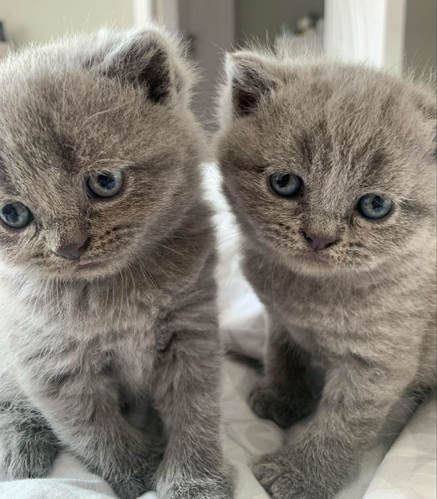 Британска късокосместа