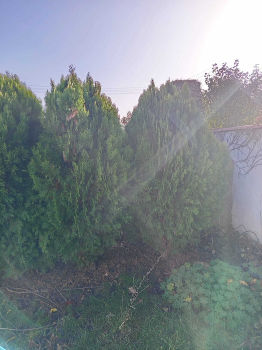 5 туи Смарагд (живи дървета) около 2 м – здрави и гъсти