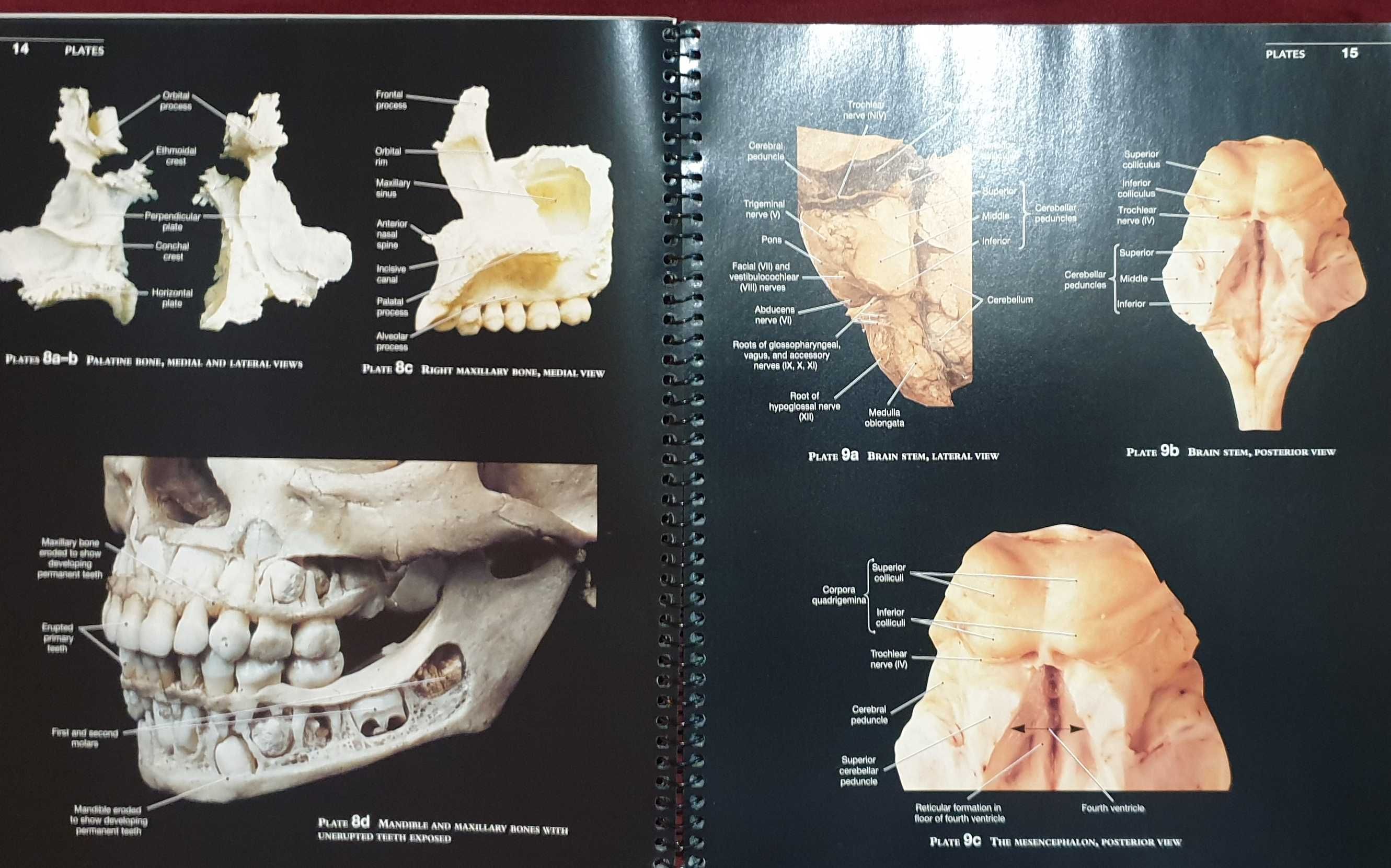 Martini's Atlas of the Human Body
