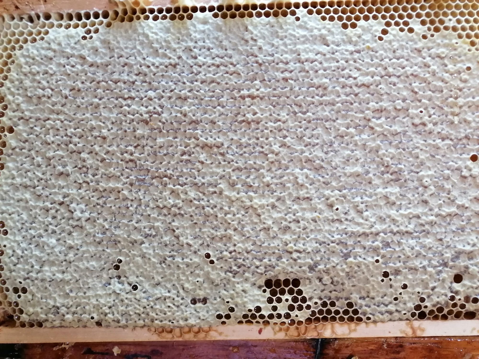 Miere de albine 100 % naturală producție 2024