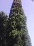 Дърво кипарѝс (Cupressus sempervirens)