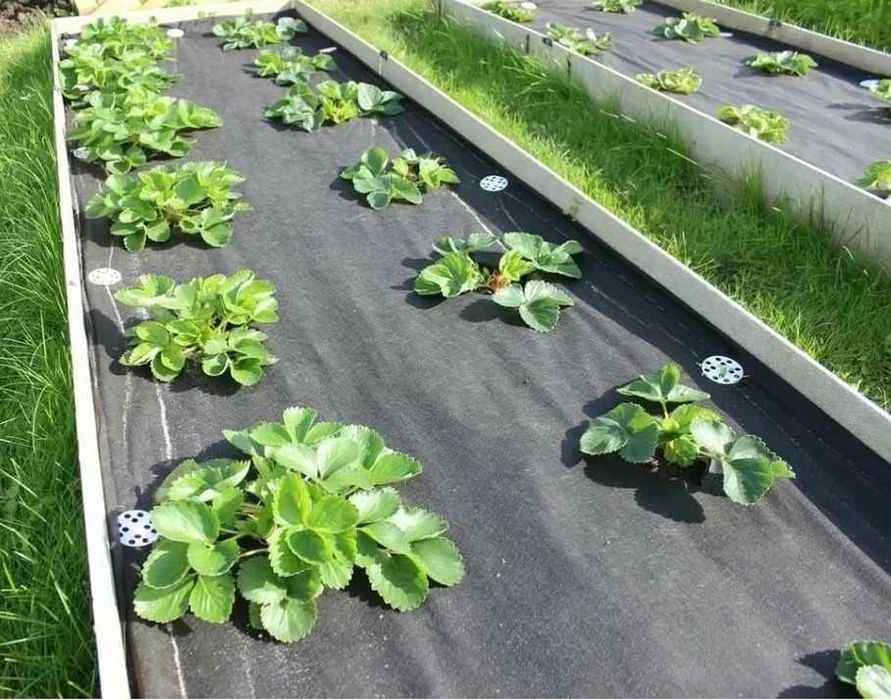 Оптом Агроволокно нетканый материал мульча Agrovolokno geotekstil