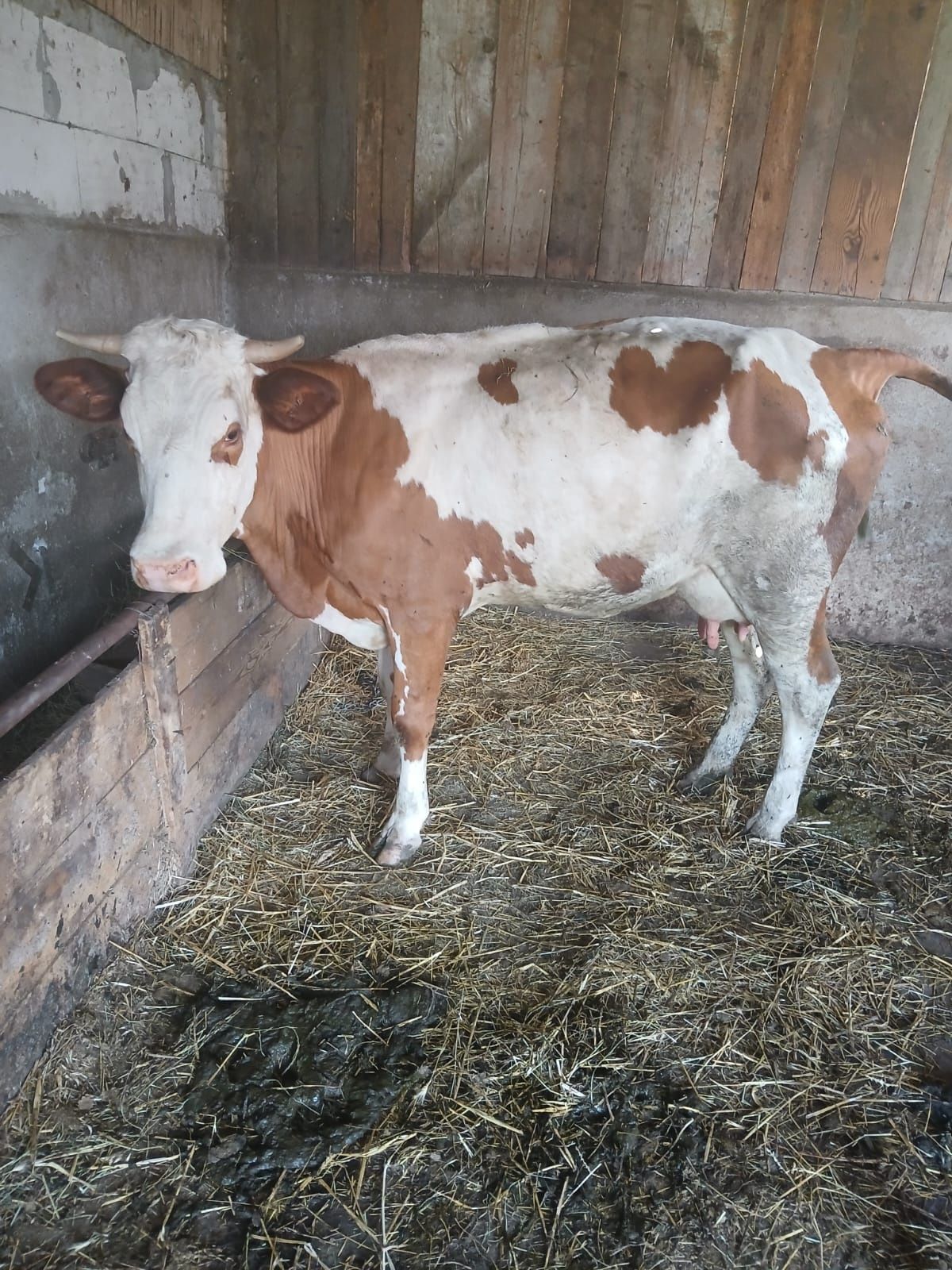 Vaca de vanzare.