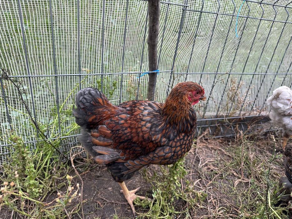 Cocosi tineri 3-5 luni