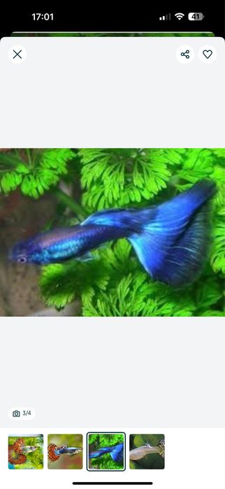 Gupi Гупи baliq akvarium