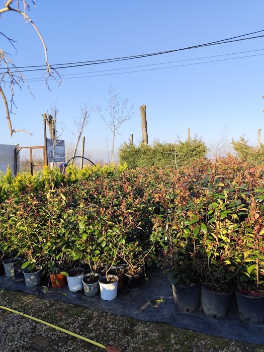 Cedru Leylandi photinia