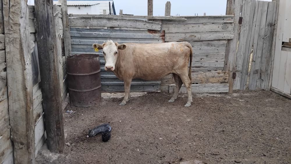 Семіз қашар сатылады