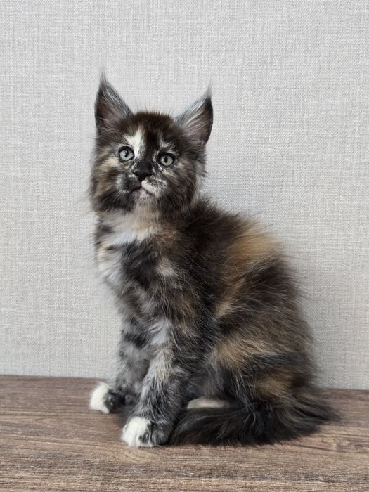 Мейн-кун девочка