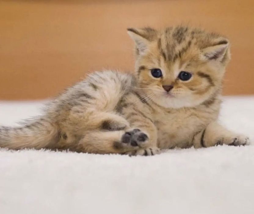 Продаются котята-золото шиншилловые!