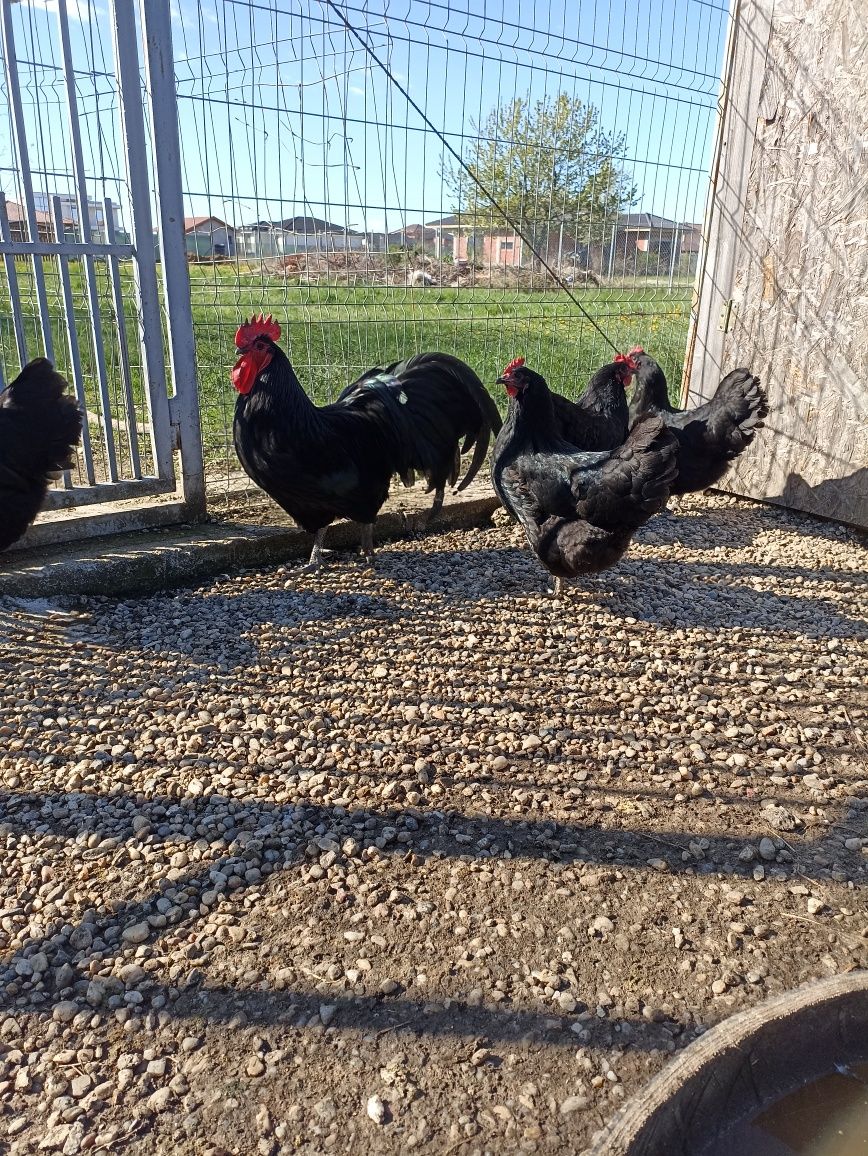 Vând găini australorp