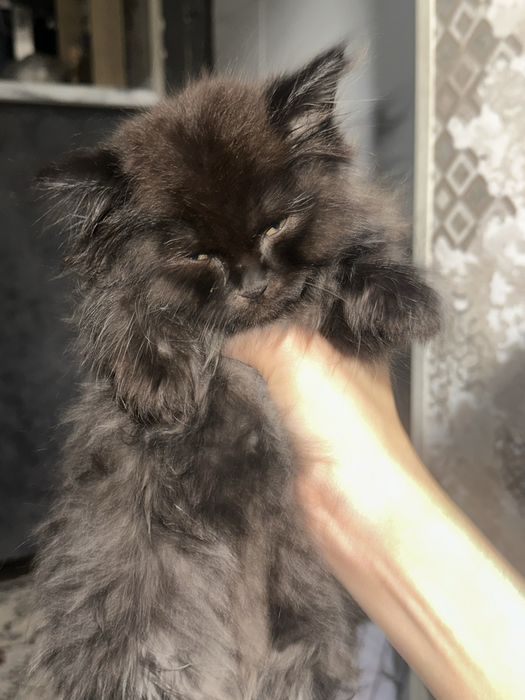 СРОЧНО продоется котенок чистинький в добрые руки