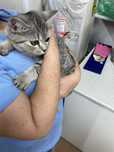 котик в хорошие руки