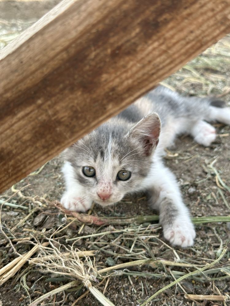 Отдам котят в добрые руки!