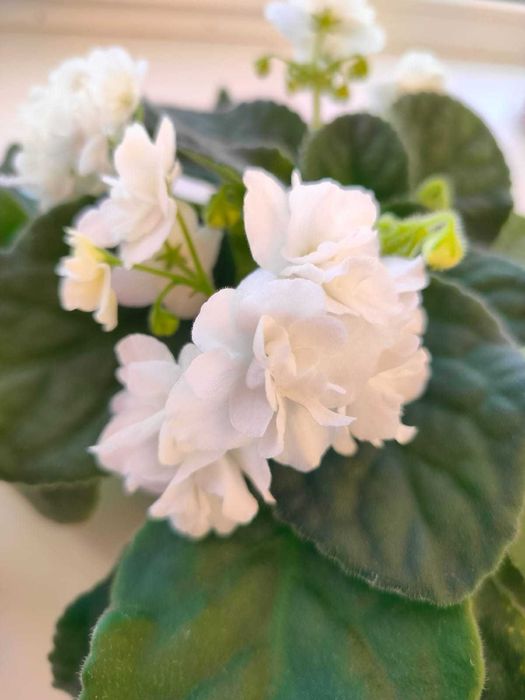 Фиалка белая махровая