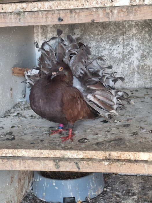 Porumbei rotați și Voltați indieni