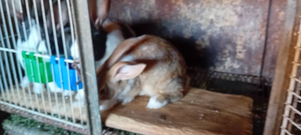 Iepuri hicole gestante de vânzare