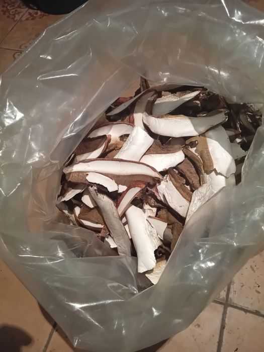 Pitonci, hribi  uscate