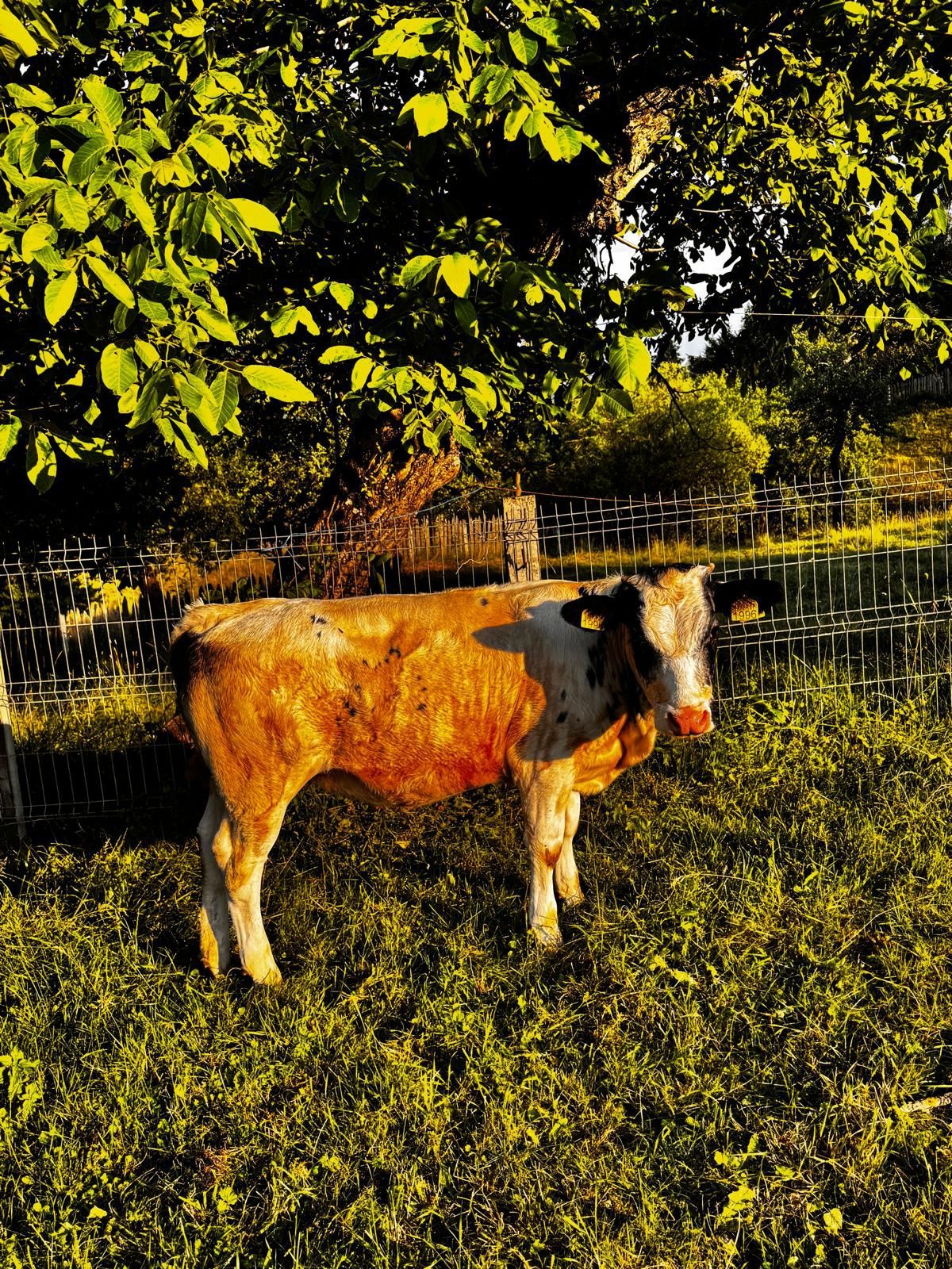 Vând vaca la alegere