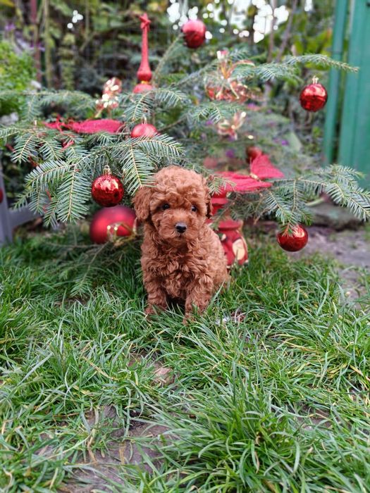 Той пудел toy pudel