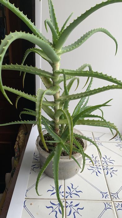 Продам цветок алоэ