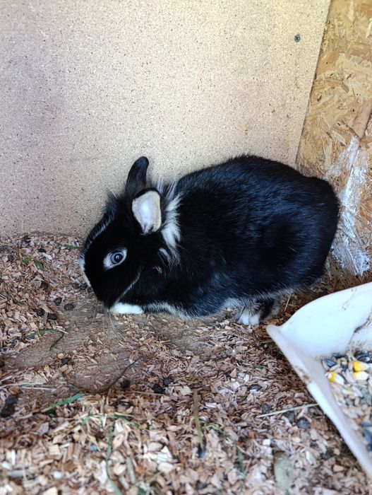 Iepuroaica Cap de leu