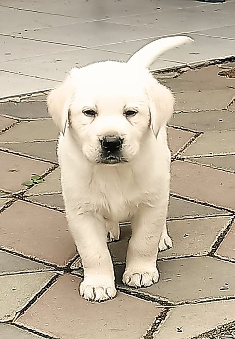 Labrador Retriever cu Pedigree FCI