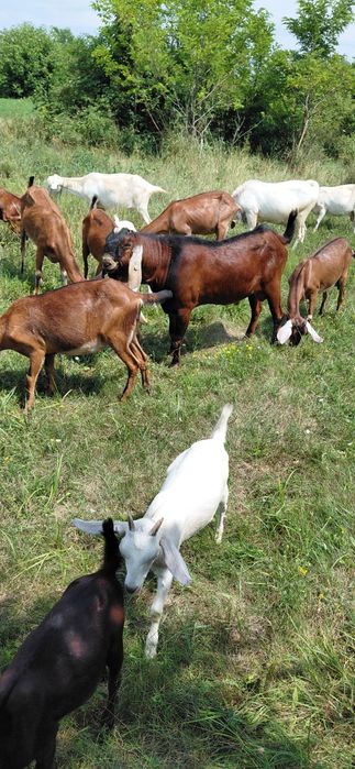 Vand capre saanen si anglo-nubiane