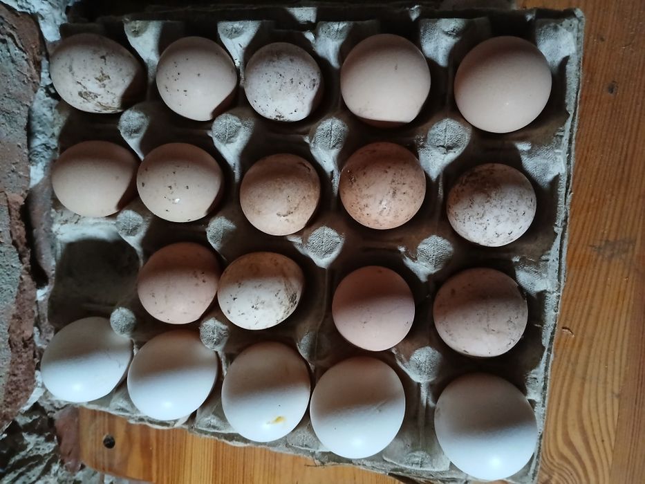 Band oua de bibilica pt incubat