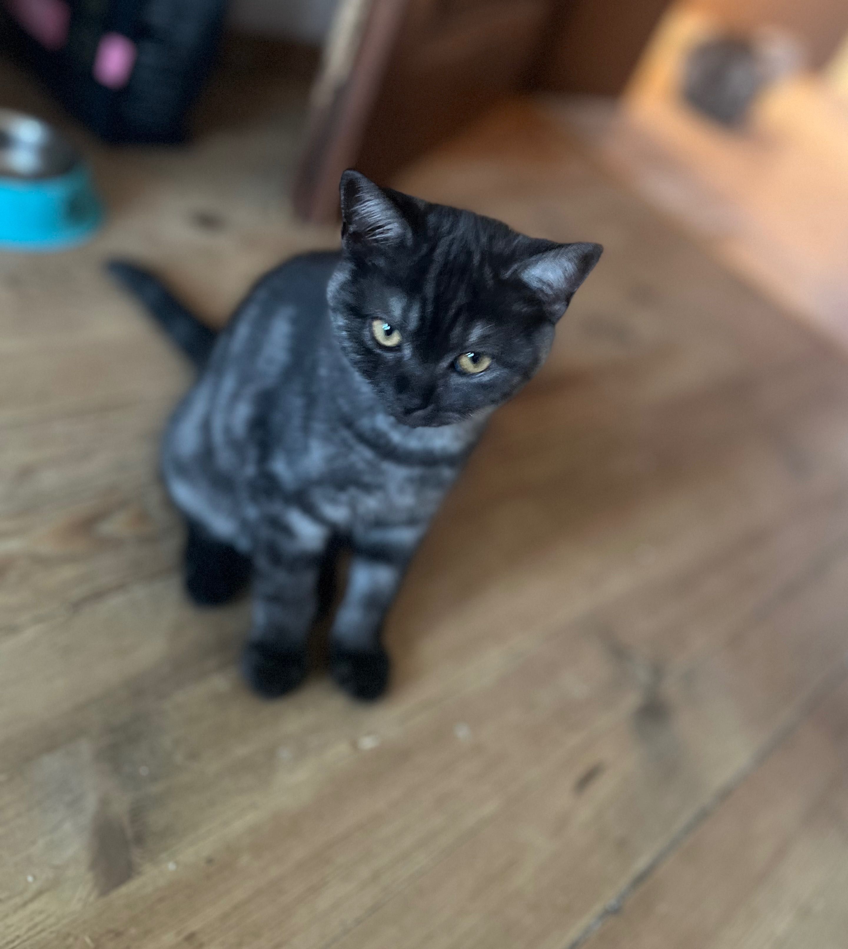 Black Tabby черно табби