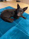 Pet sitter/cazare caini/cazare pisici