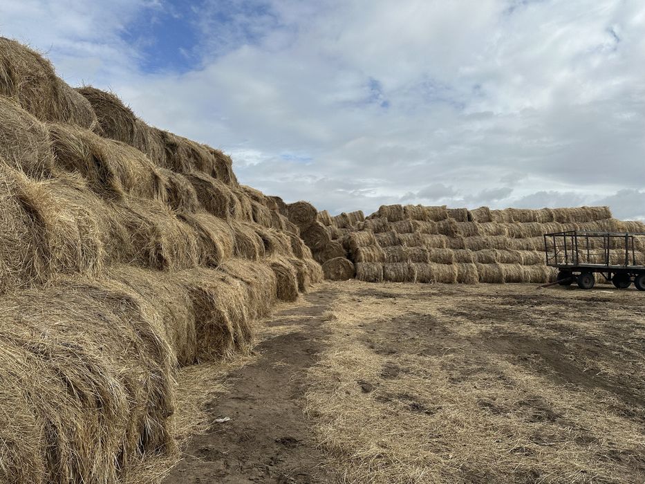 Продам сено в рулонах