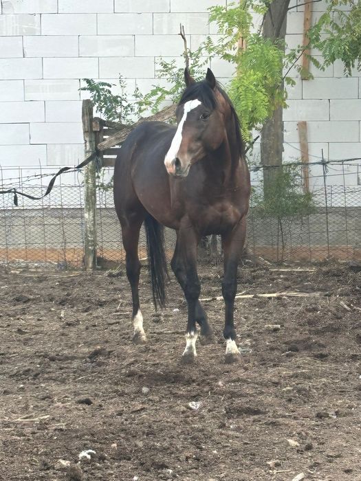 Vand Pur Sange Englez !!