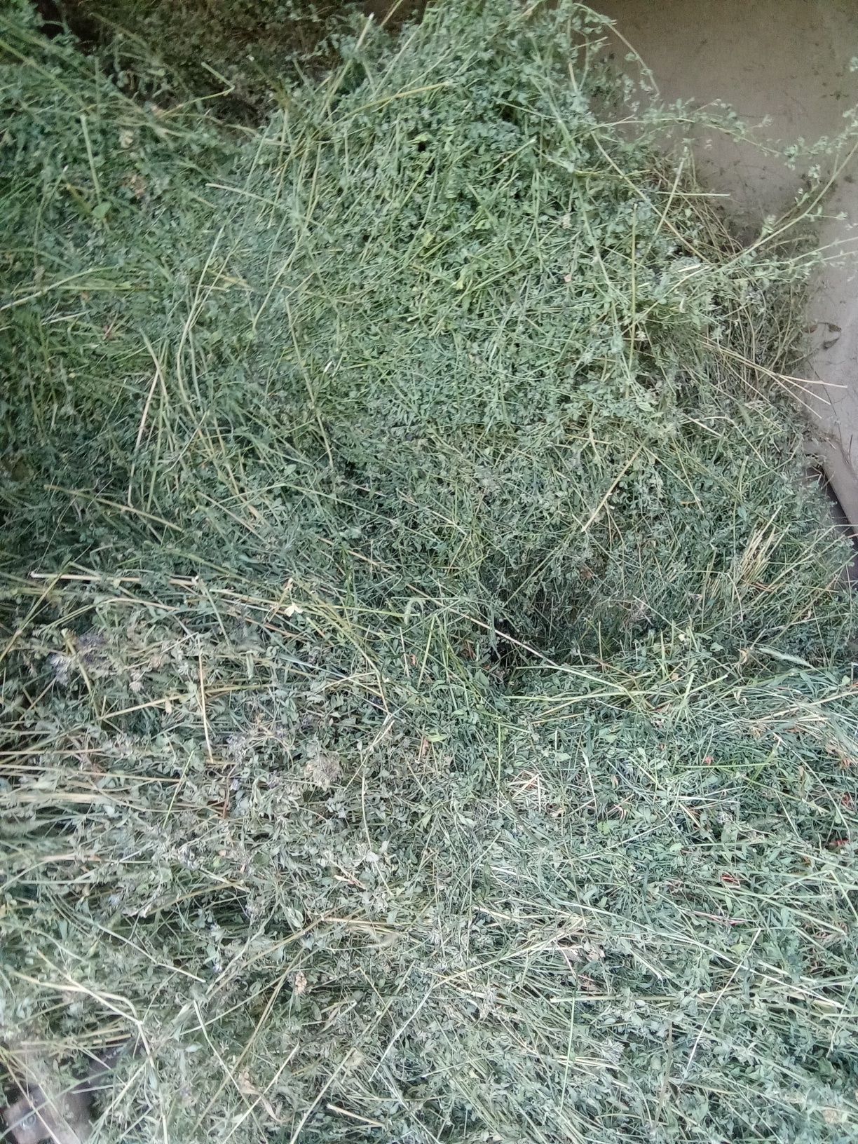 Беда сотилади боғи 15 000 сум