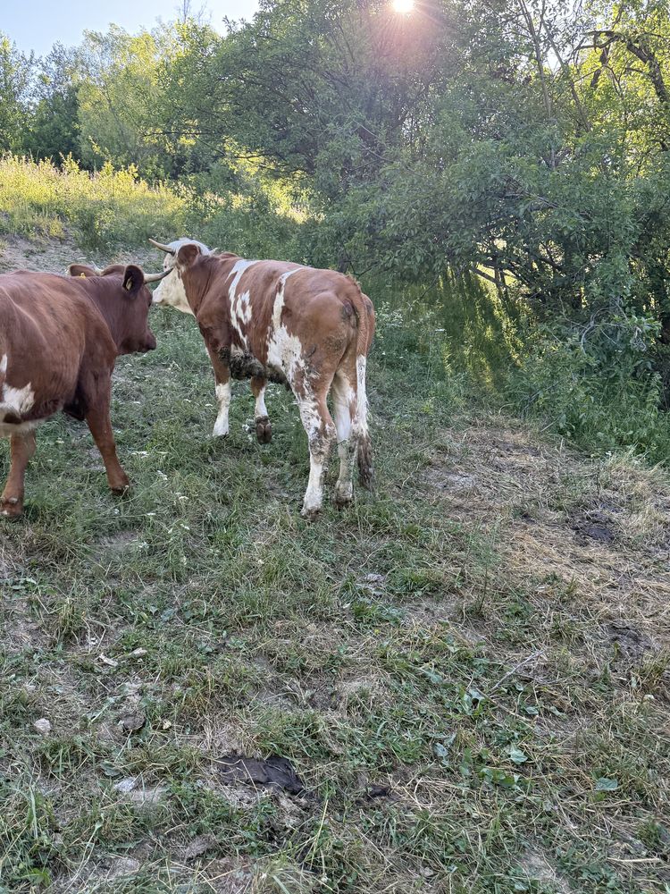 Vand juninci de peste un an