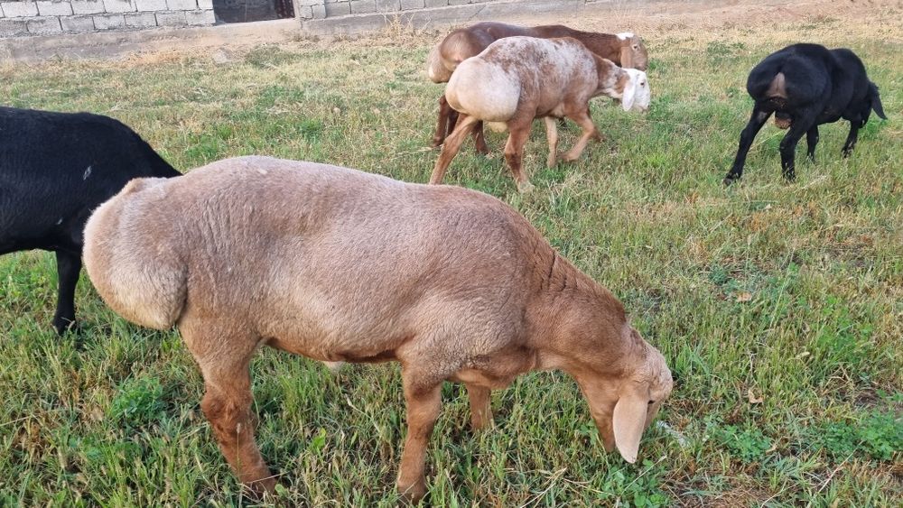 Qo‘chqorlar sotuvda