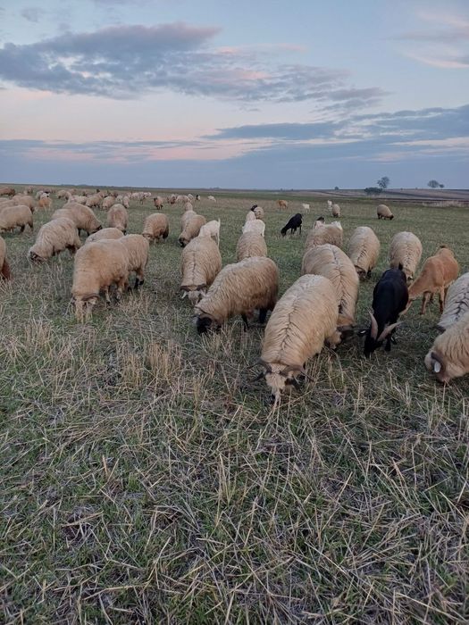 Vând 50 de oi Comuna Giubega.
