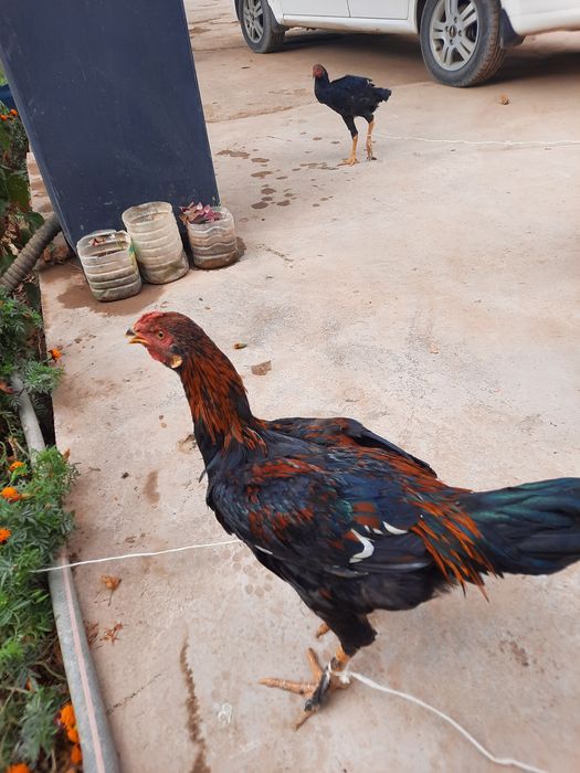 Хонаки хурозлар сотилади