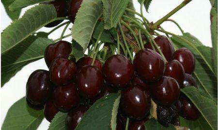 Cireș Soiul Regina