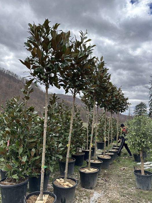 Platan / Mesteacan / copaci / Brazii plante leylandii