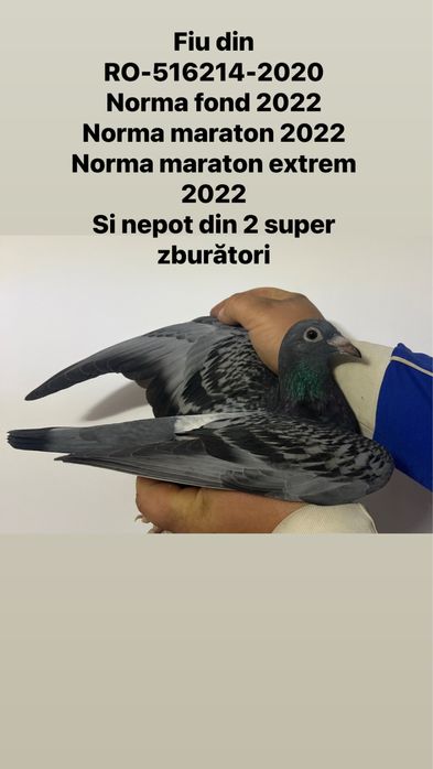De vanzare porumbei voiajori
