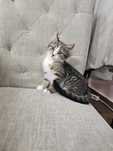 Женско коте/Female kitten