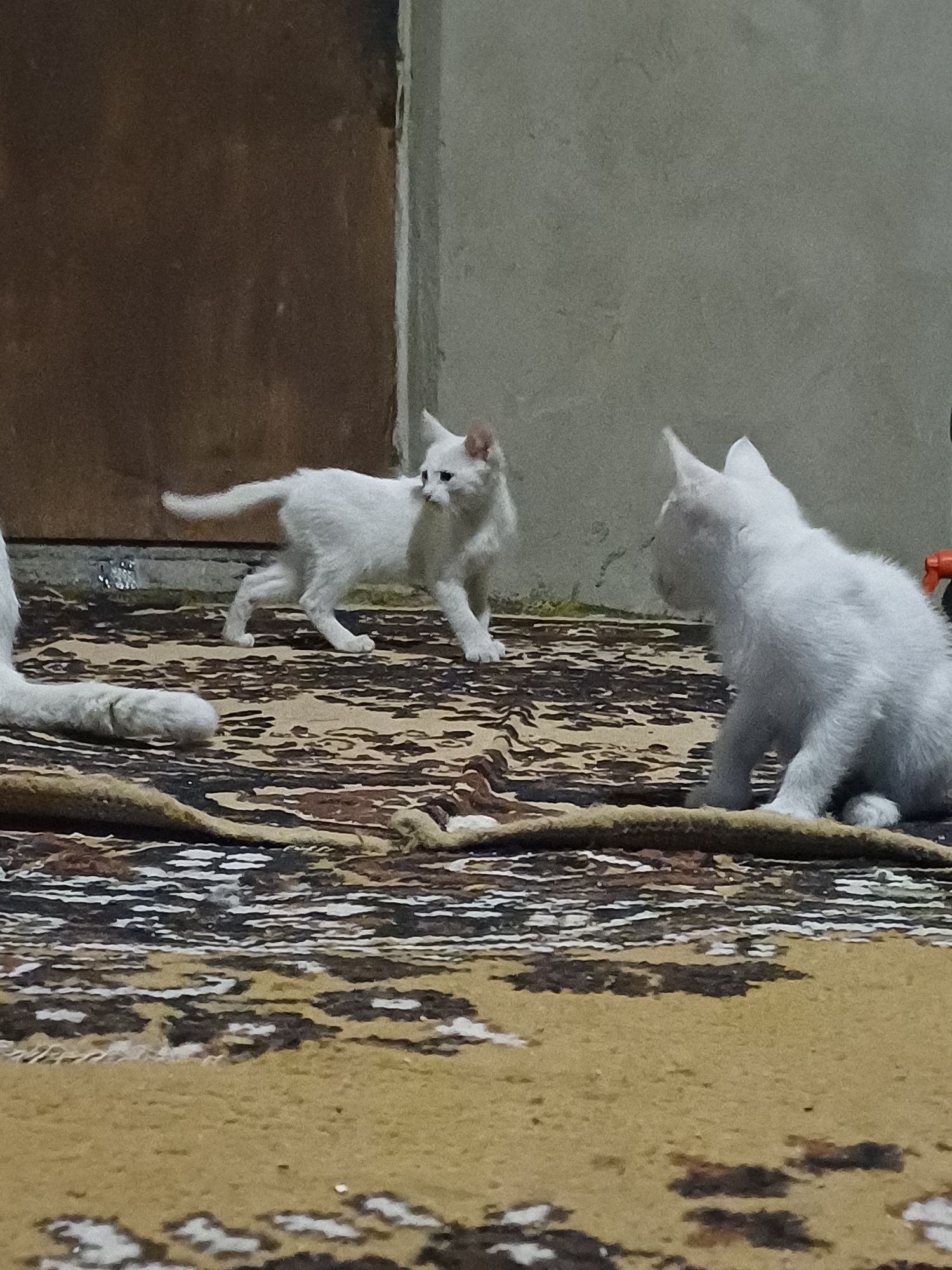 Котята в хорошие руки
