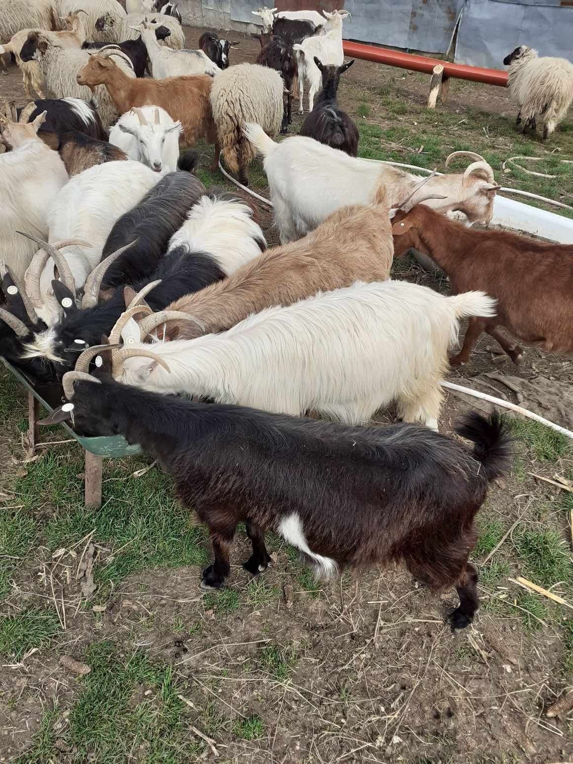 Vand capre cu iezi foarte bune de lapte