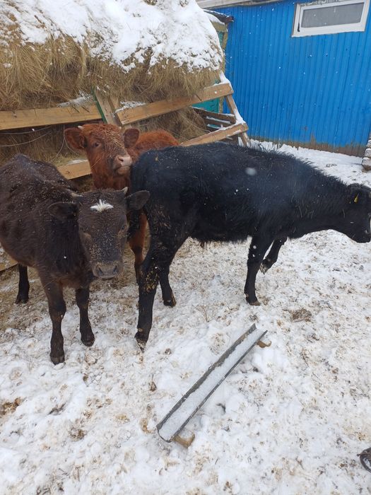 Продам пять бычка и три телки