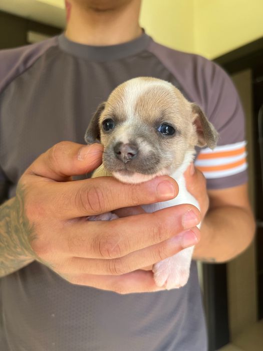 Кученца чихуахуа